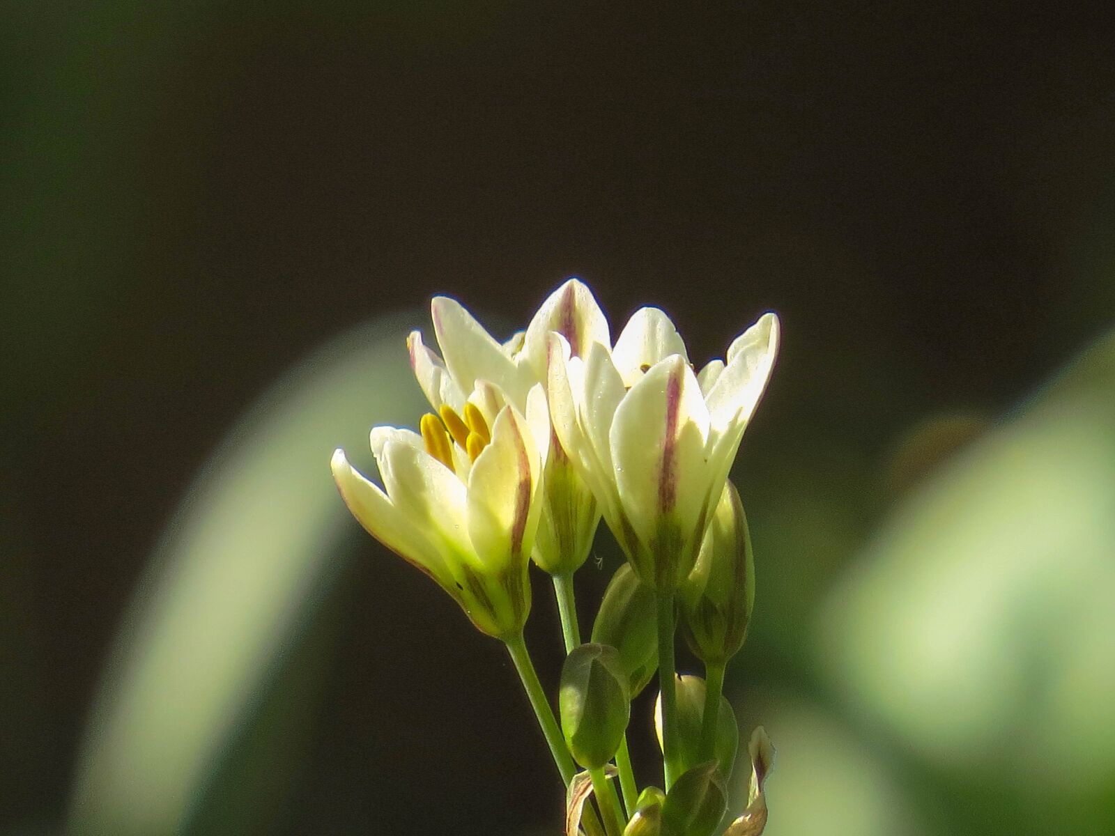 Canon PowerShot SX50 HS sample photo. Nature, freshness, spring photography