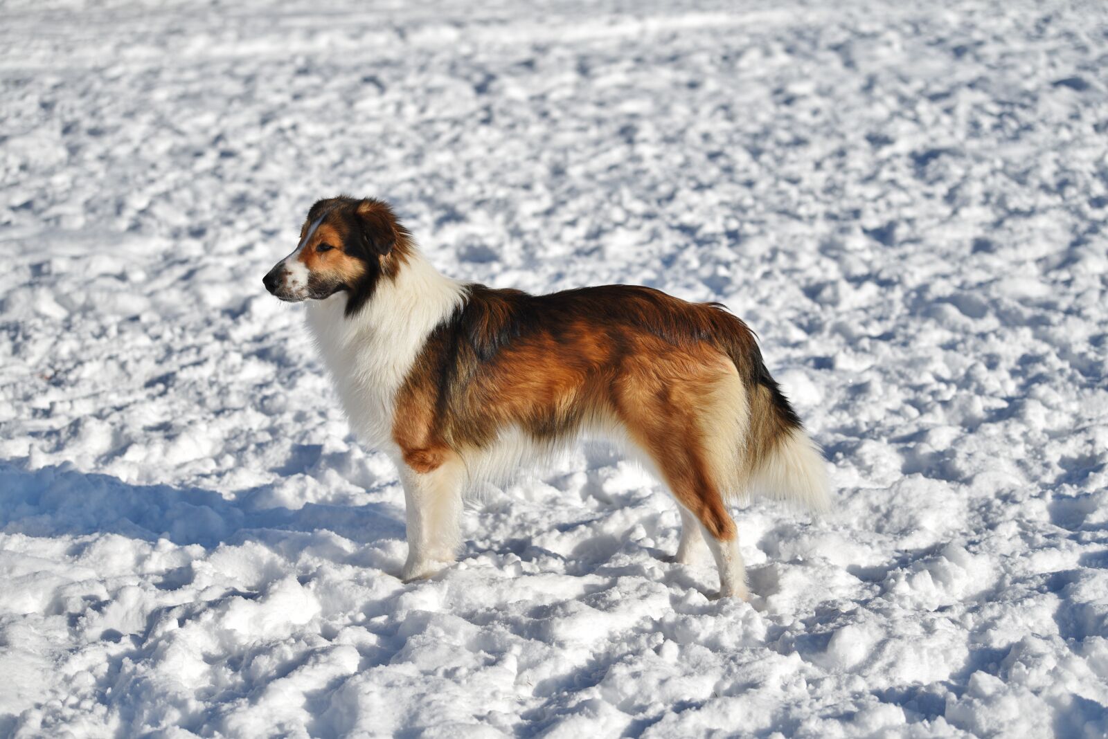 Nikon D810 sample photo. Snow, dog, animal photography