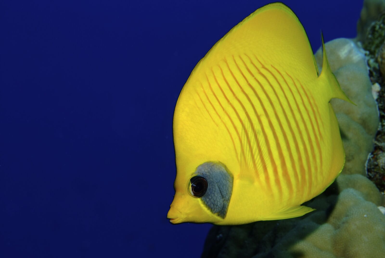 Fujifilm FinePix S5 Pro sample photo. Fish, diving, yellow photography