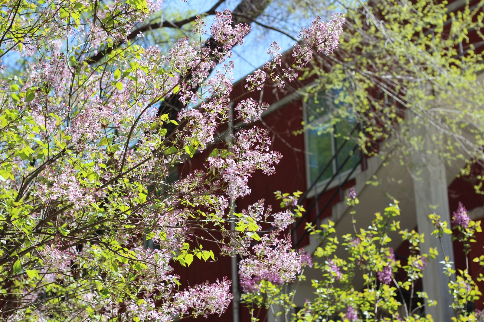Canon EOS 600D (Rebel EOS T3i / EOS Kiss X5) + Canon EF 50mm F1.8 STM sample photo. Clove, spring, flower photography