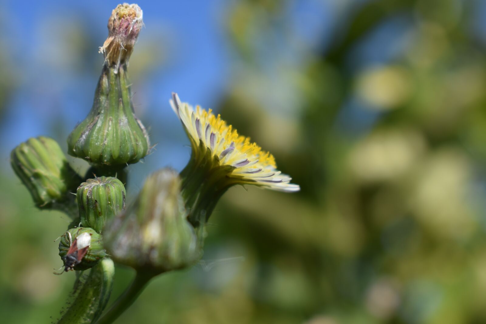 Nikon D3300 sample photo. Nature, outdoors, plant photography