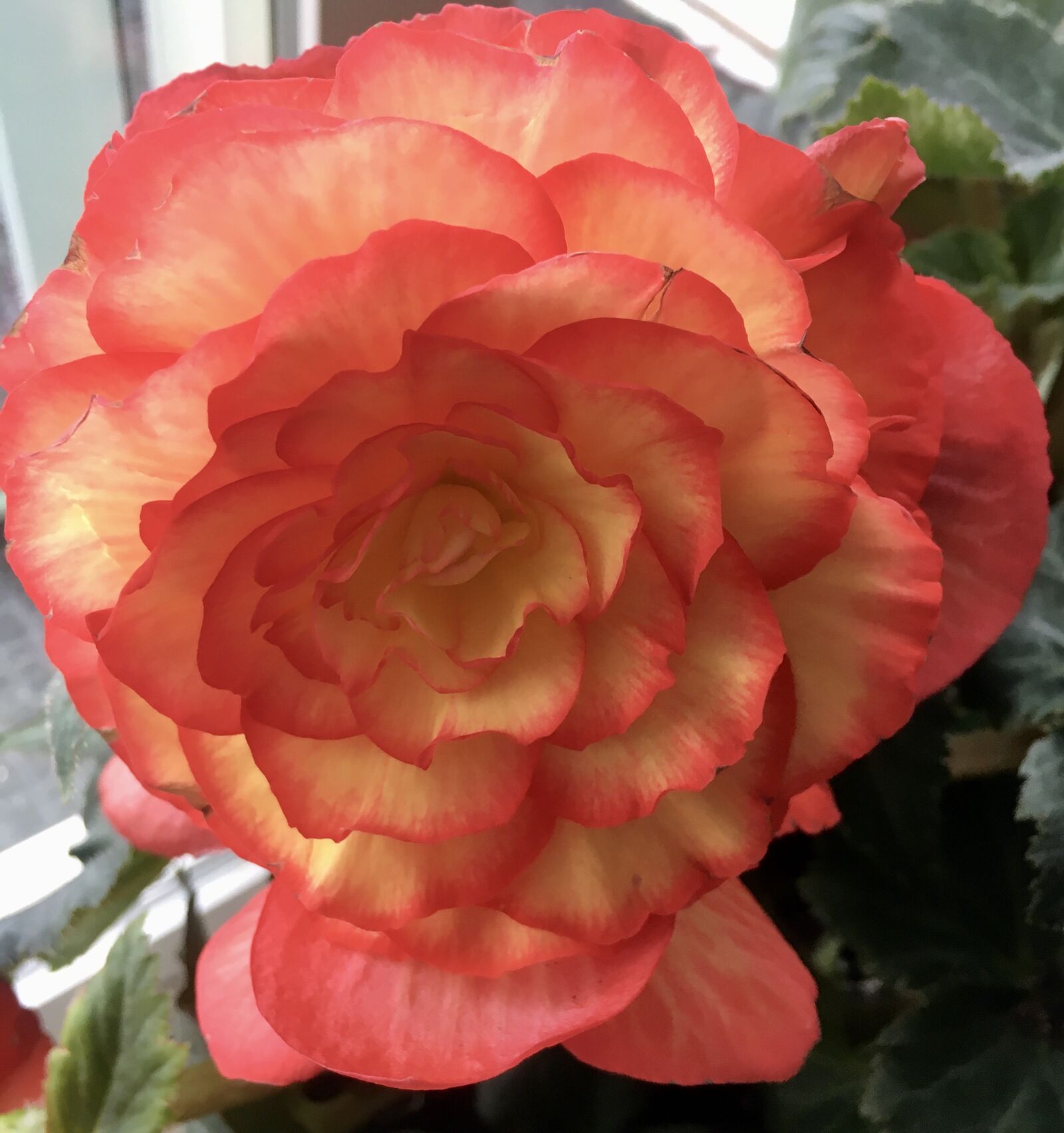 Apple iPhone 6s sample photo. Begonia, blossom, bright photography