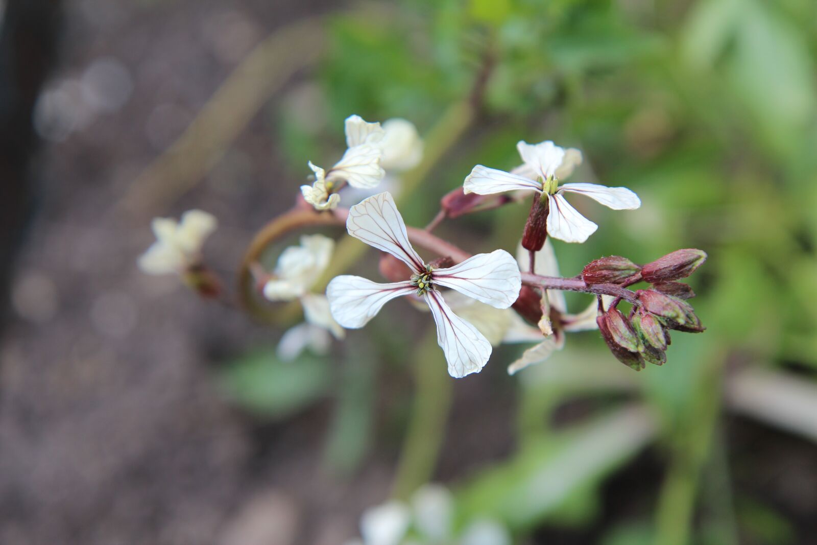 Canon EOS 600D (Rebel EOS T3i / EOS Kiss X5) sample photo. Salad, rocket, flowers of photography