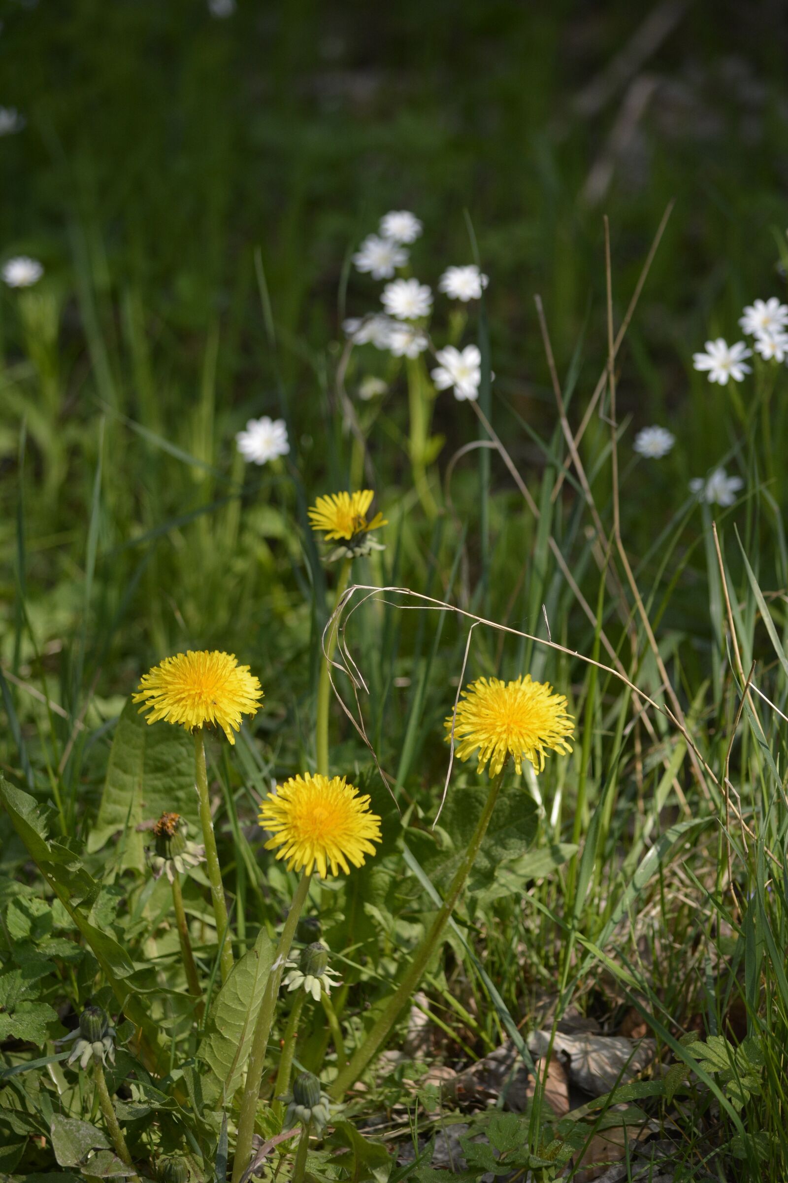 Nikon D7100 sample photo. Spring, dandelion, yellow flower photography