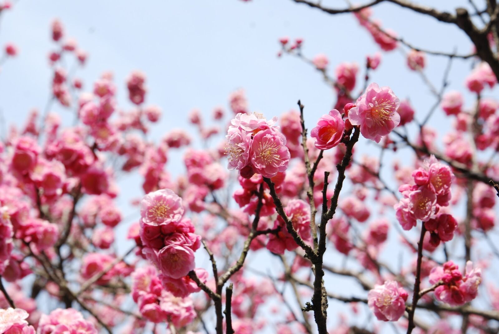 Nikon D80 sample photo. Cherry blossoms, cherry flowers photography