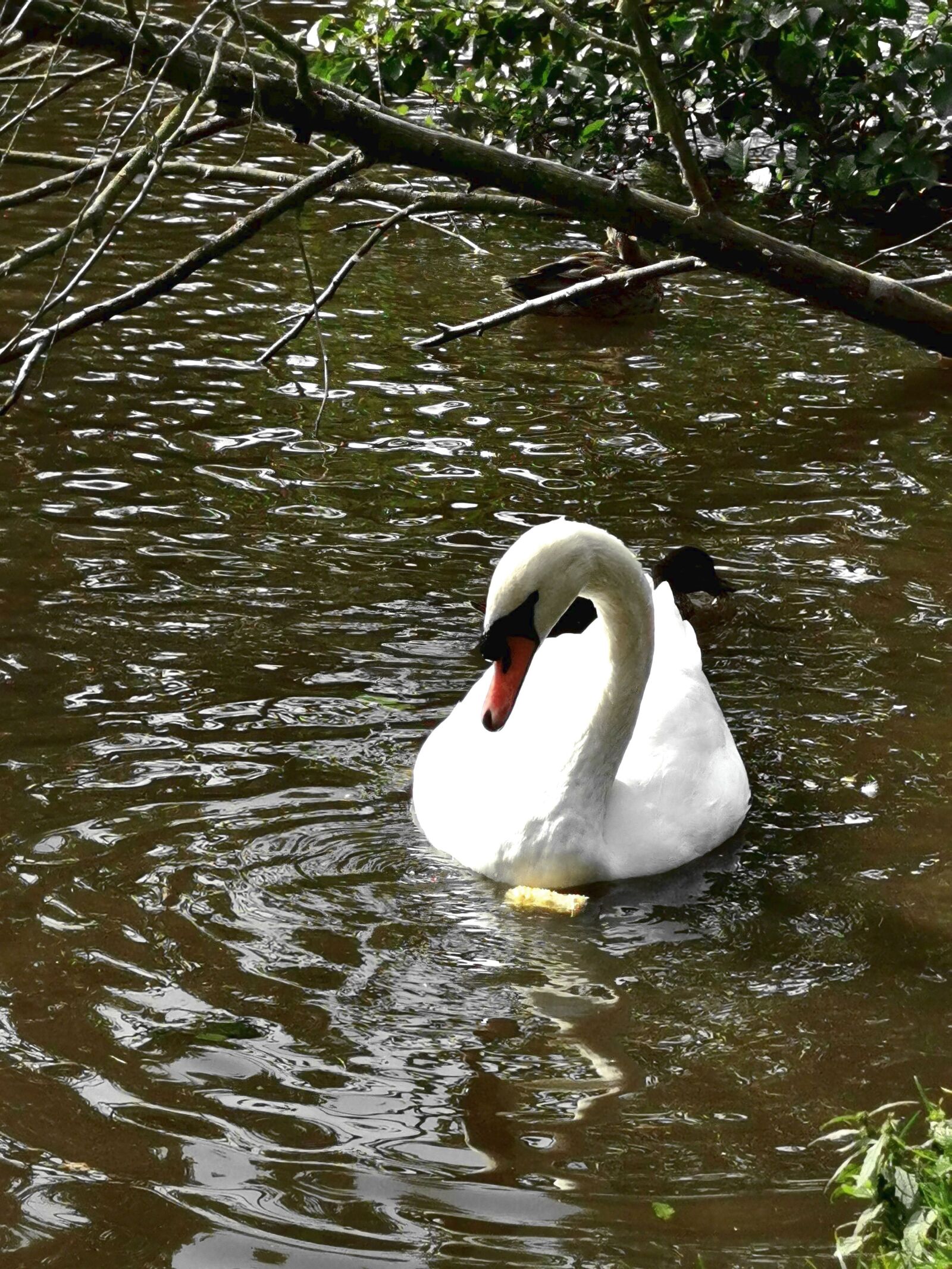 HUAWEI VOG-L29 sample photo. Nature, landscape, poland photography