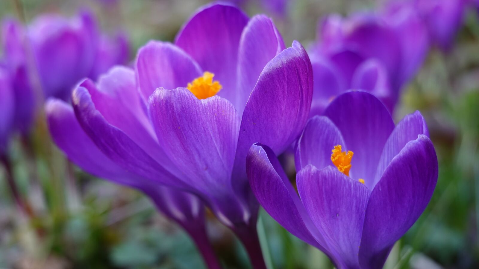 Sony Cyber-shot DSC-RX100 VI sample photo. Crocuses, spring, flower photography