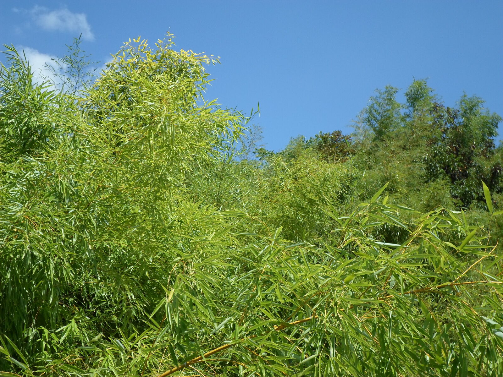 Samsung ST66 / ST68 sample photo. Bamboo, bamboo, trees, bambousaie photography
