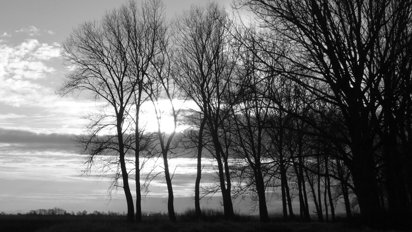 Panasonic DMC-LS2 sample photo. Trees, sunset, country photography