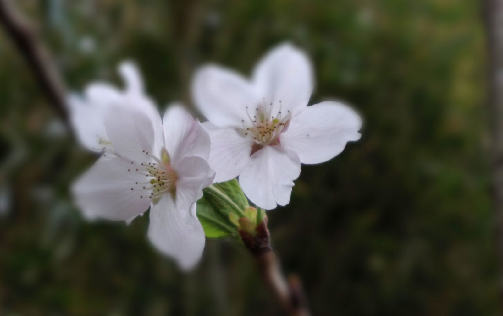 Pentax Q10 sample photo. Cherry photography