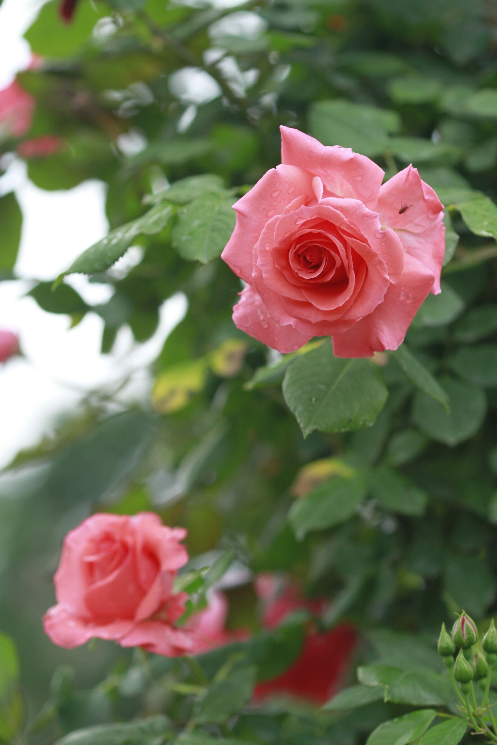 Canon EOS 7D sample photo. Flowers, rose, plants photography