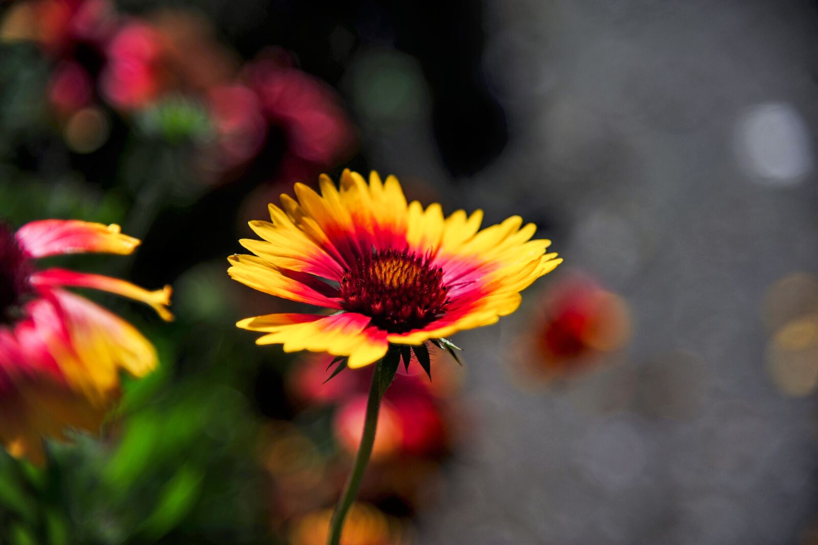 Nikon D700 sample photo. Blanket, garden, nature photography