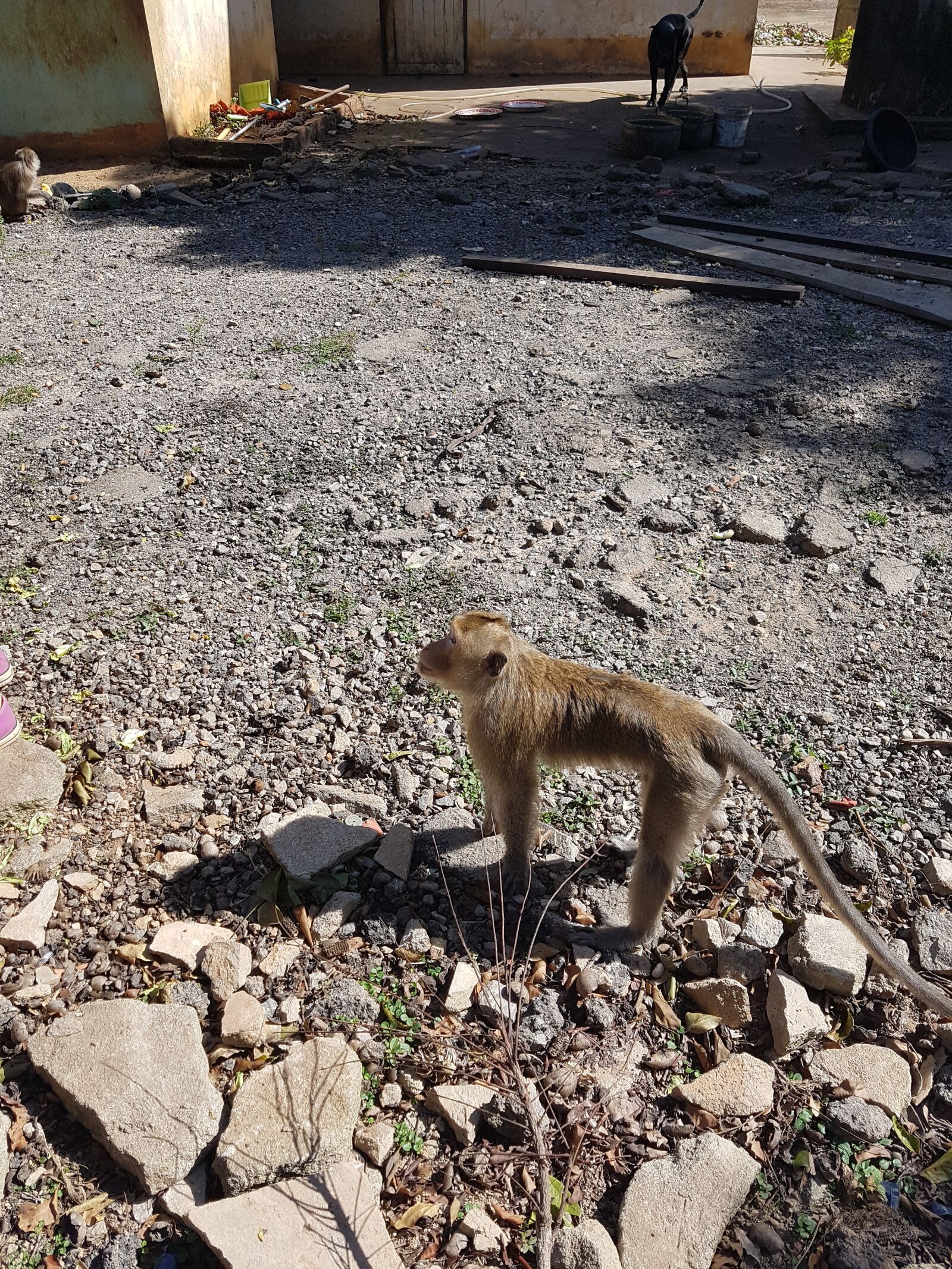 Samsung SM-G930F sample photo. Monkey, primate, primates photography