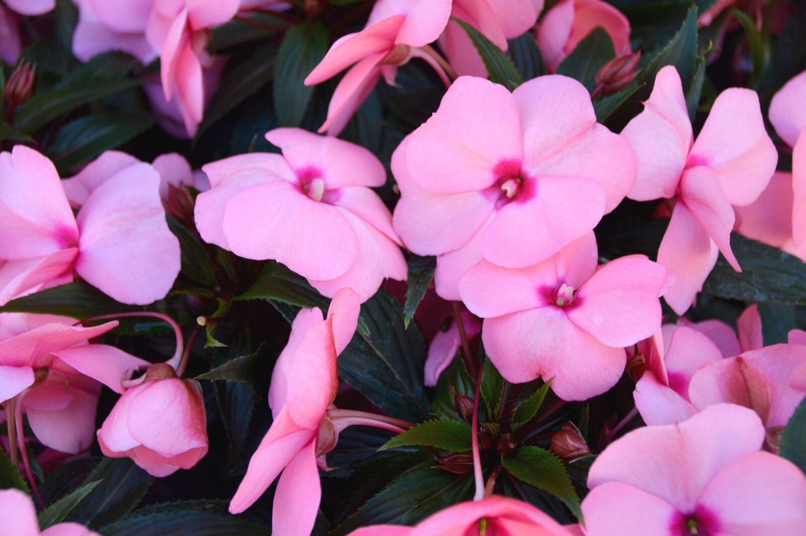Nikon D3200 sample photo. Flowers, bloom, plant photography