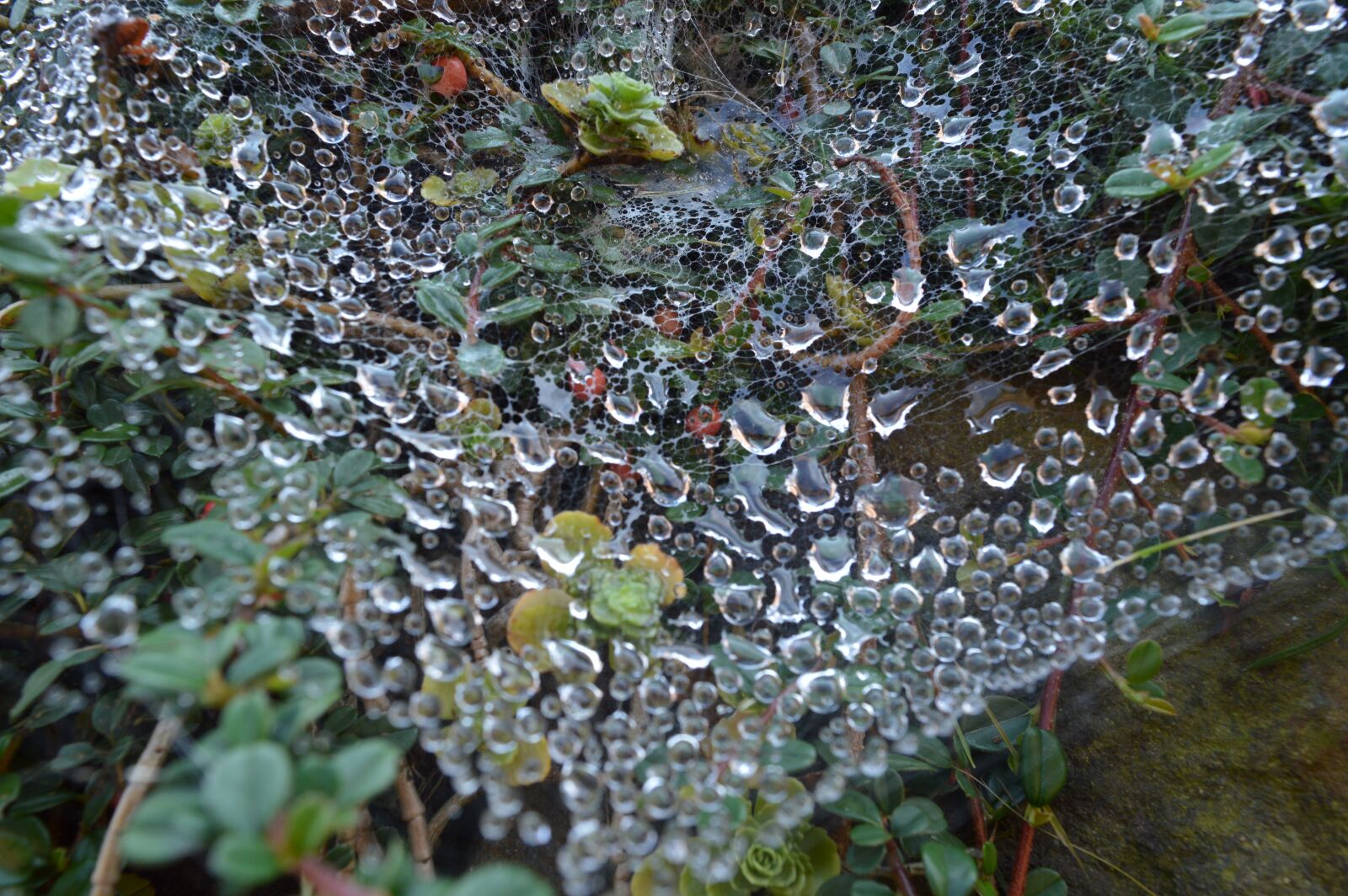 Nikon D3200 sample photo. Drop, water, background photography