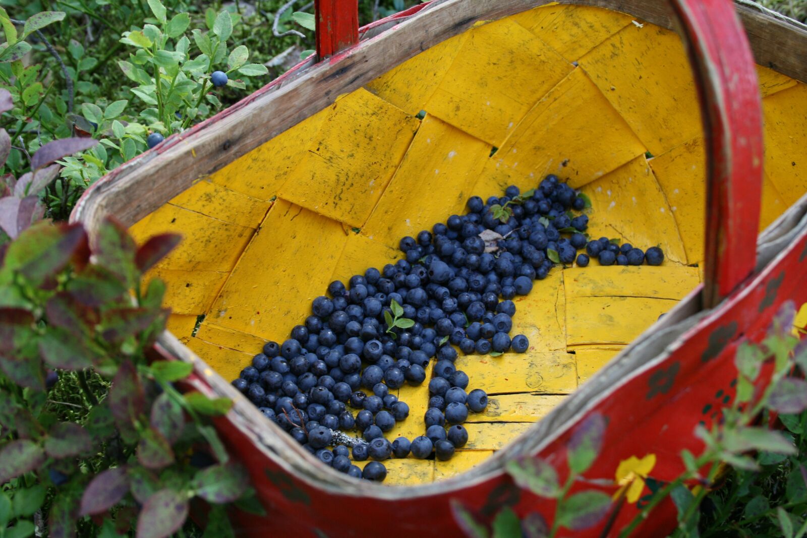 Canon EOS 400D (EOS Digital Rebel XTi / EOS Kiss Digital X) sample photo. Blueberry, basket, forest photography