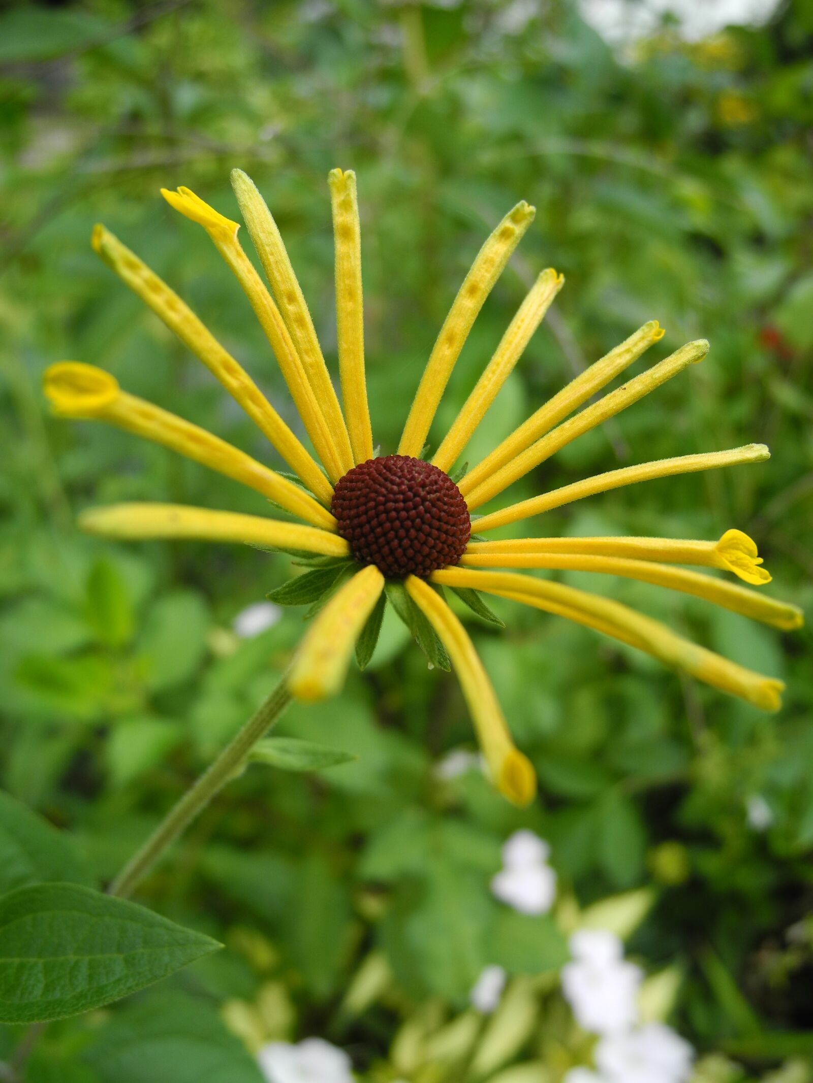 Nikon Coolpix P7000 sample photo. Yellow flower, garden, macro photography