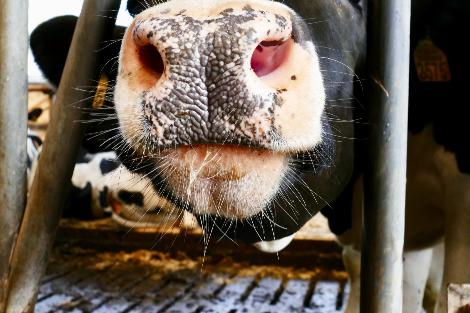Panasonic Lumix DMC-FZ1000 sample photo. Cow, muzzle, nose photography