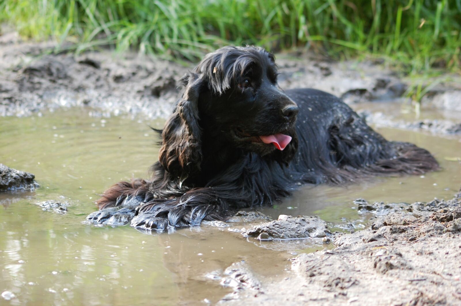 Nikon D40 sample photo. Dog, doggy, coker photography