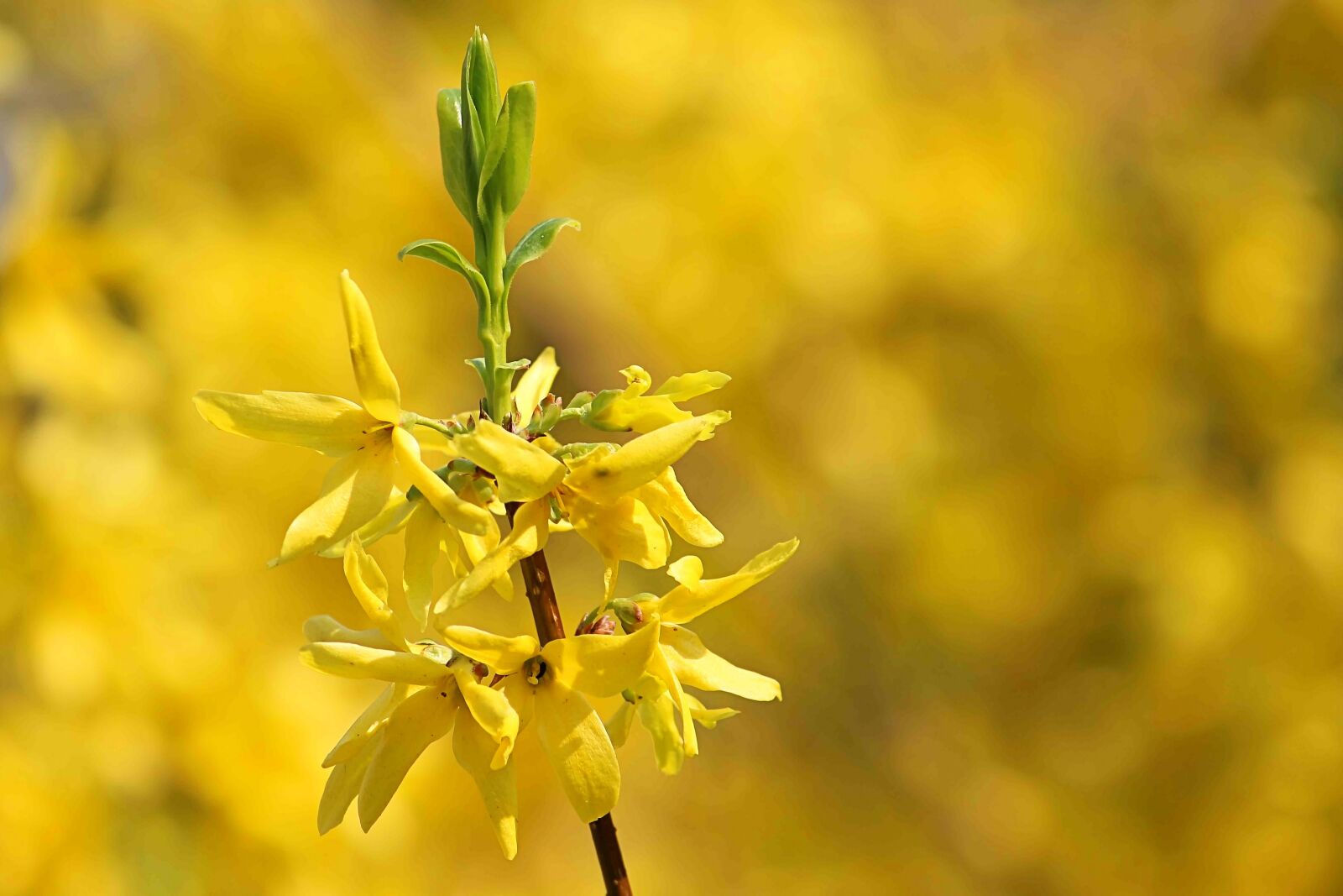 Canon EOS 600D (Rebel EOS T3i / EOS Kiss X5) sample photo. Flowers, bush, yellow photography