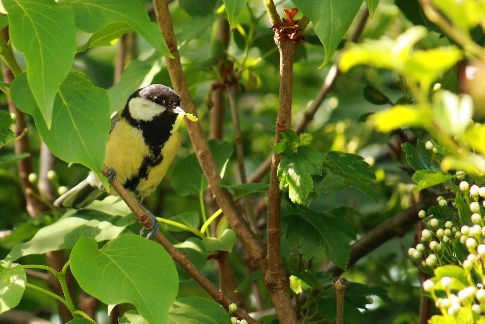 Canon EOS 400D (EOS Digital Rebel XTi / EOS Kiss Digital X) sample photo. Titmouse, bird, spring photography