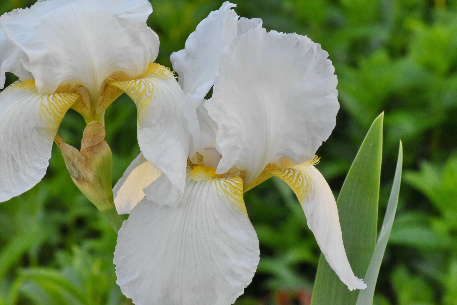 Nikon D5500 sample photo. Gardening, iris, petals, white photography