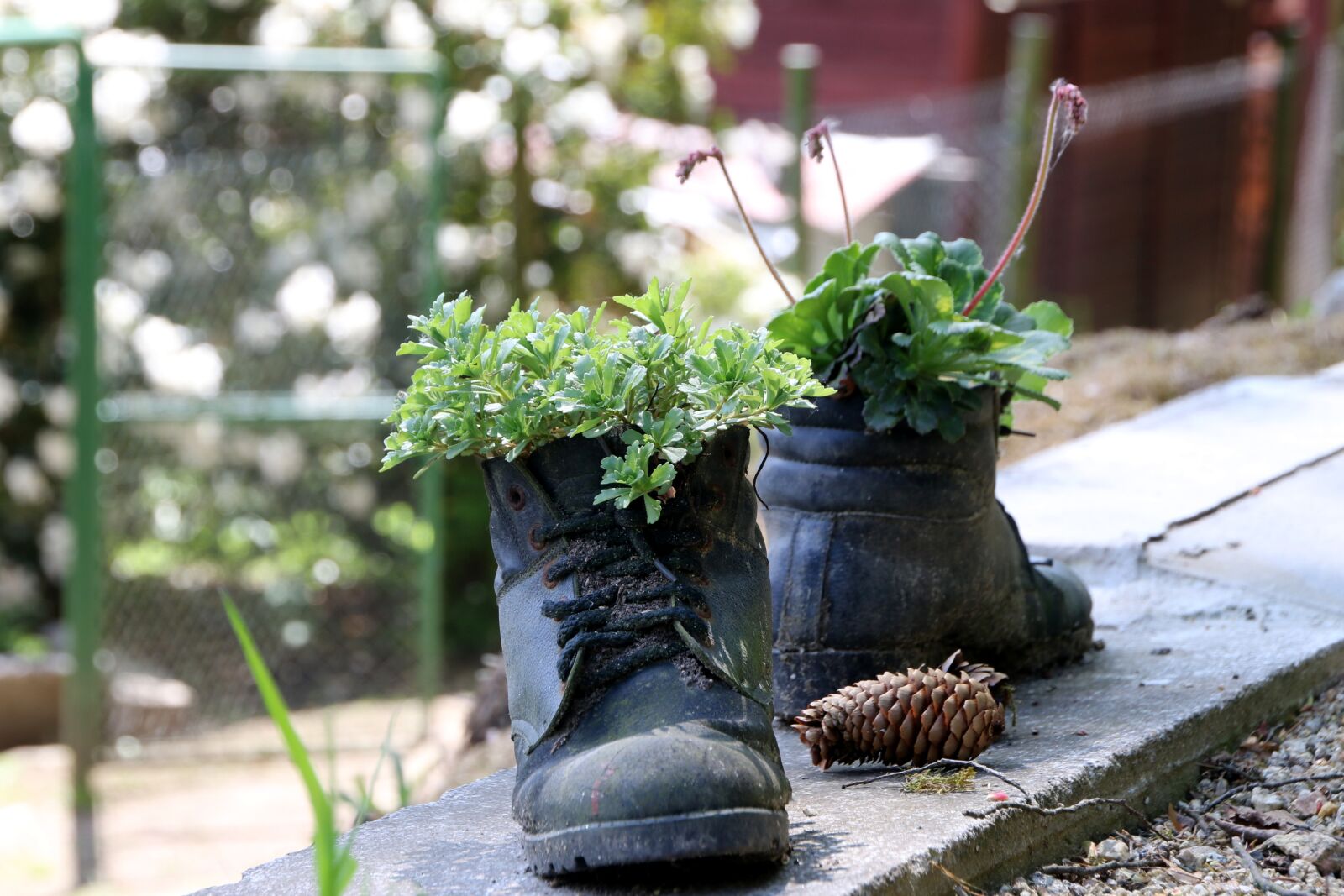 Canon EOS 70D sample photo. Shoes, run, plant photography