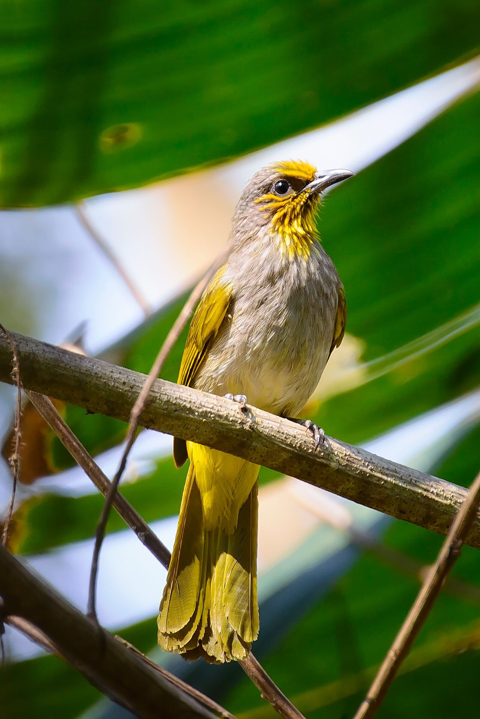 Nikon D7100 sample photo. Birds, yellow, twigs photography