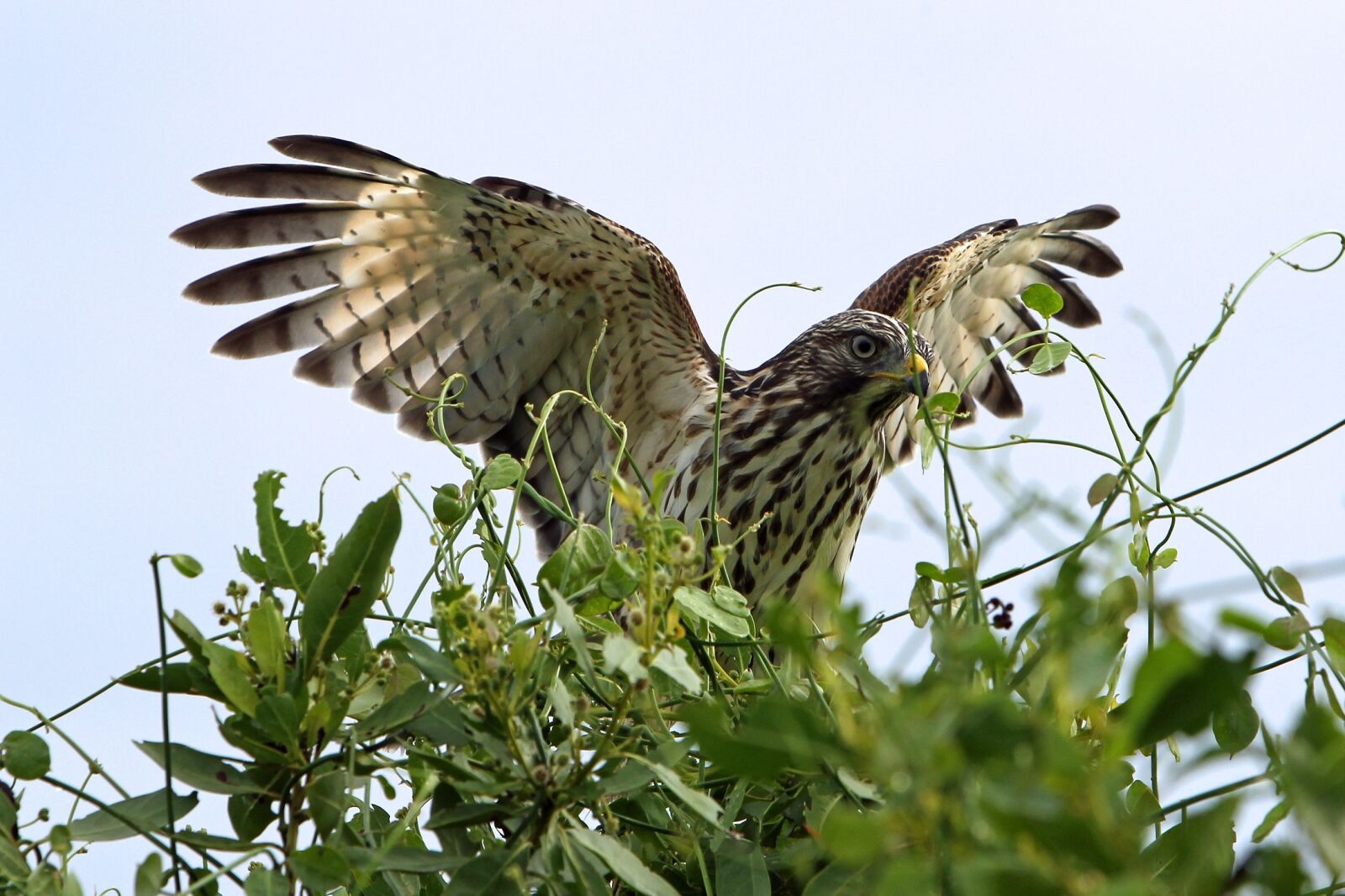 Canon EOS-1D Mark IV sample photo. Red shouldered hawk, perched photography