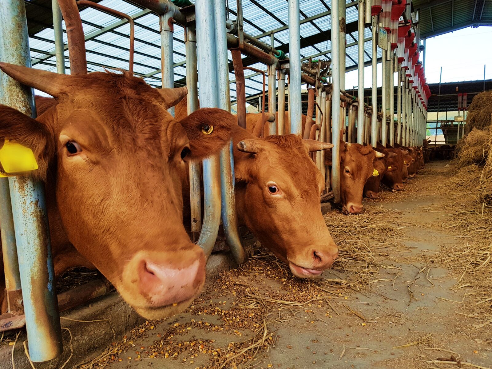 Samsung Galaxy S7 Edge sample photo. Cow, farm, livestock photography