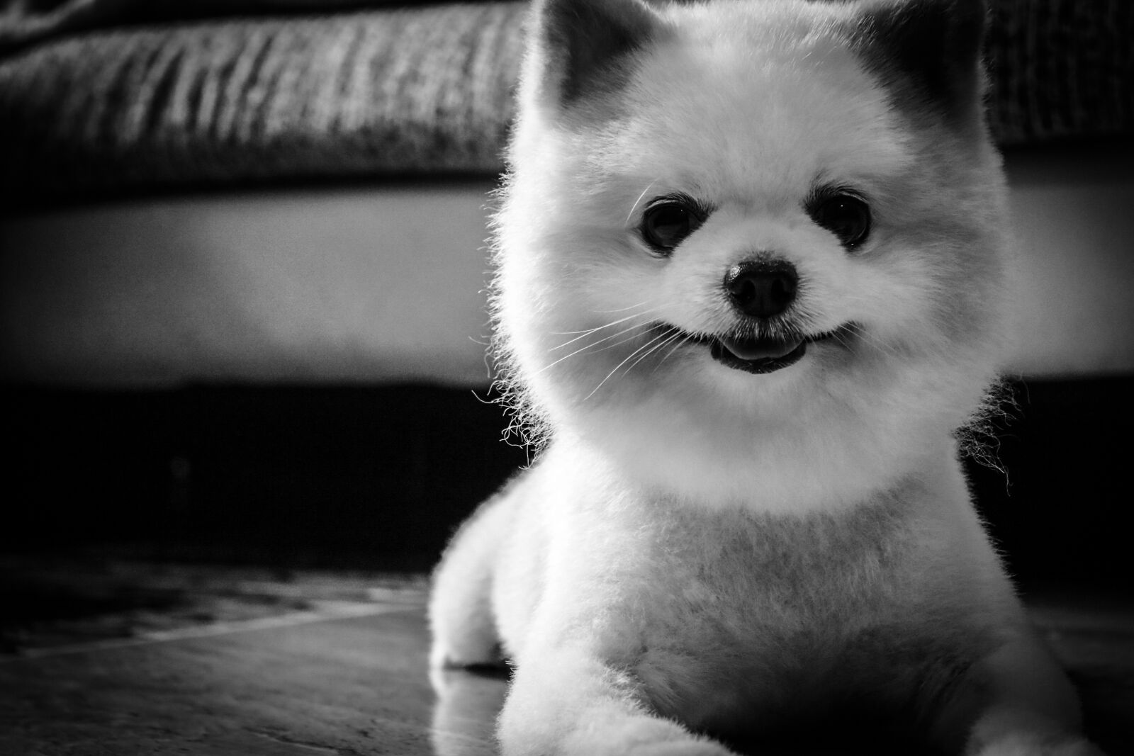 Canon EOS 750D (EOS Rebel T6i / EOS Kiss X8i) sample photo. Dogs, pet, black and photography