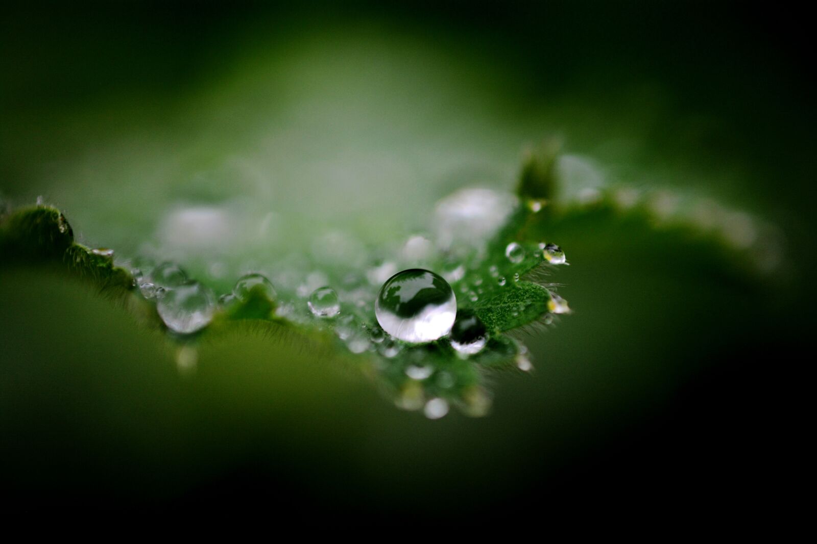 Nikon D5200 sample photo. Drip, rain, drop of photography