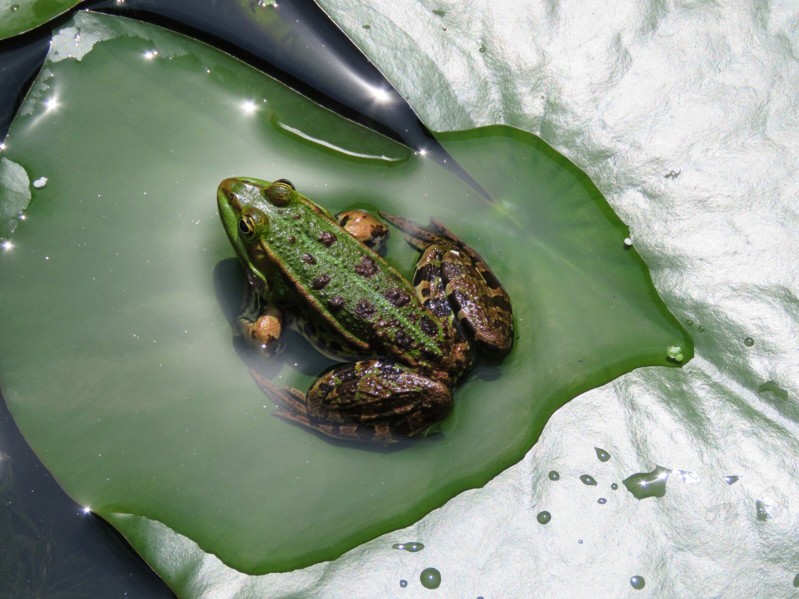Canon PowerShot SX60 HS sample photo. Frog, water, sheet photography