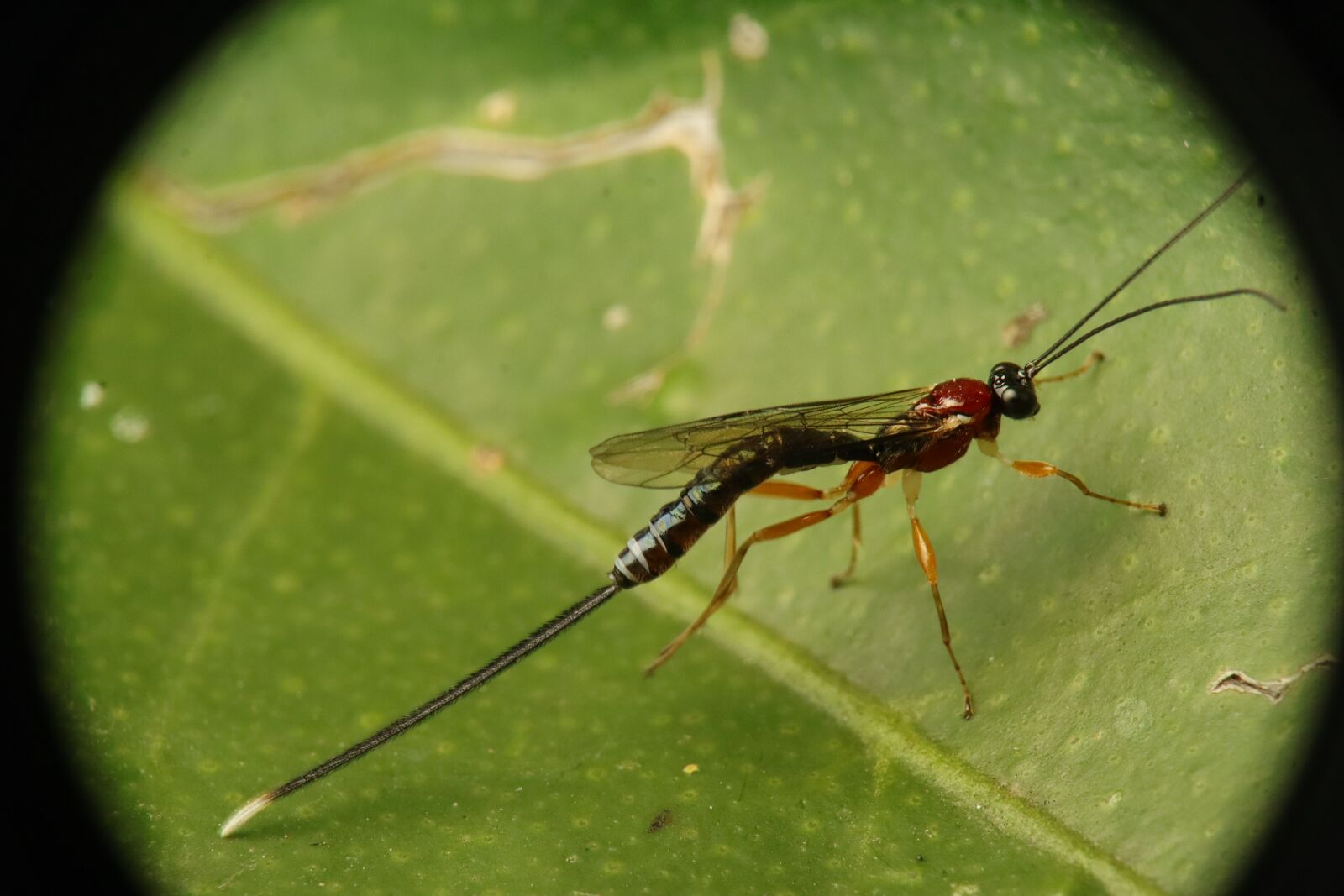 Canon EF-M 15-45mm F3.5-6.3 IS STM sample photo. Insect, garden, nature photography