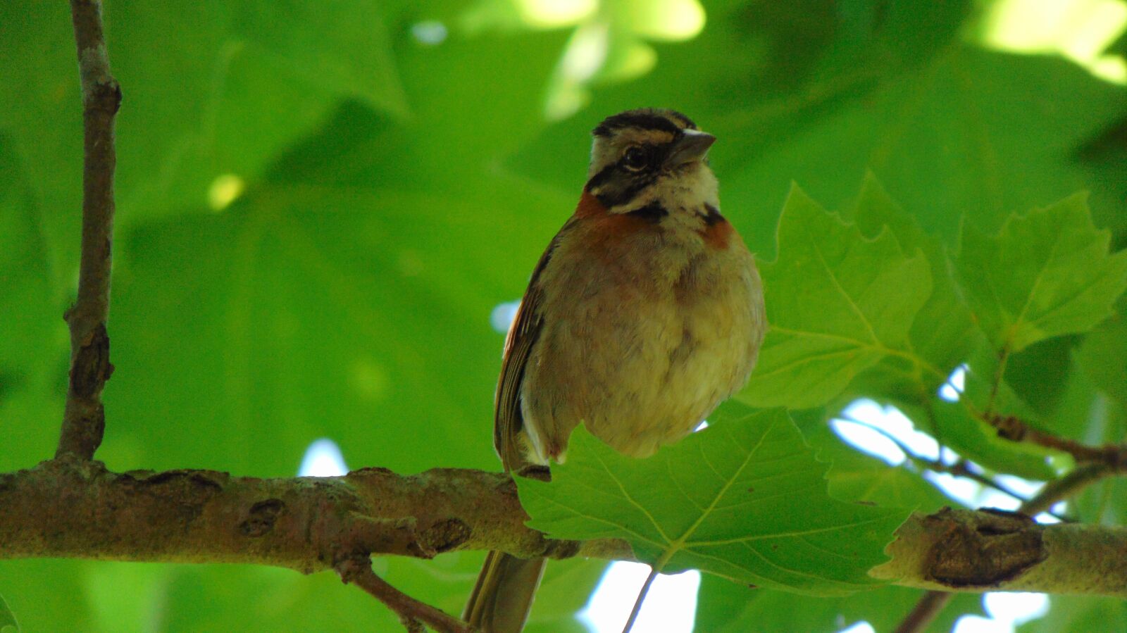 Sony Cyber-shot DSC-H300 sample photo. Bird, nature, tatu photography