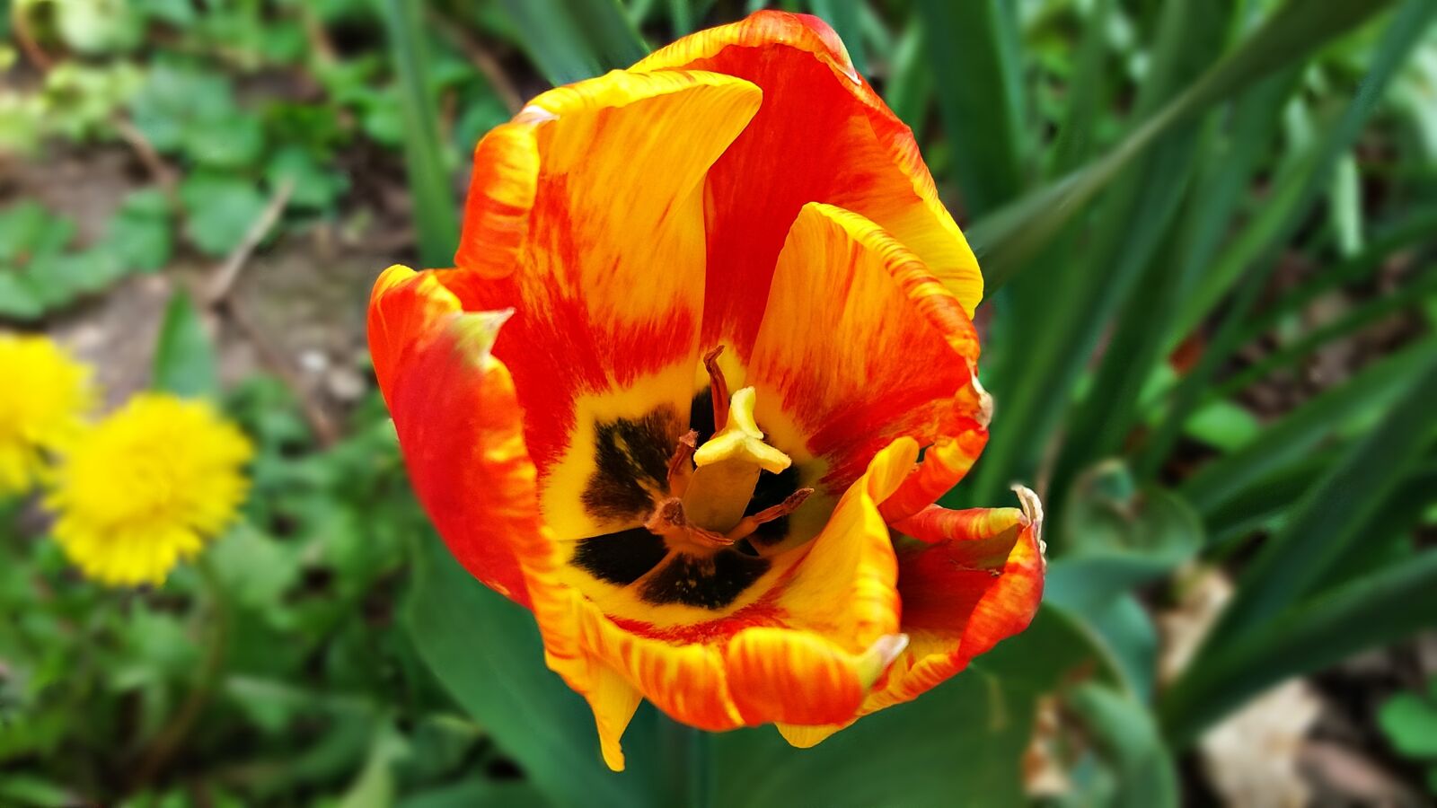 Samsung Galaxy J5 sample photo. Tulip, flower, plant photography