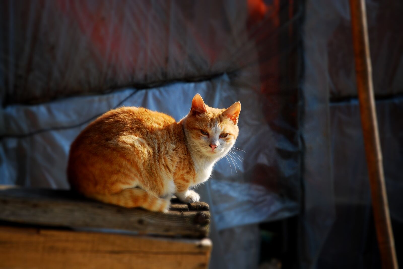 Nikon D60 sample photo. Cat, animal, beast photography