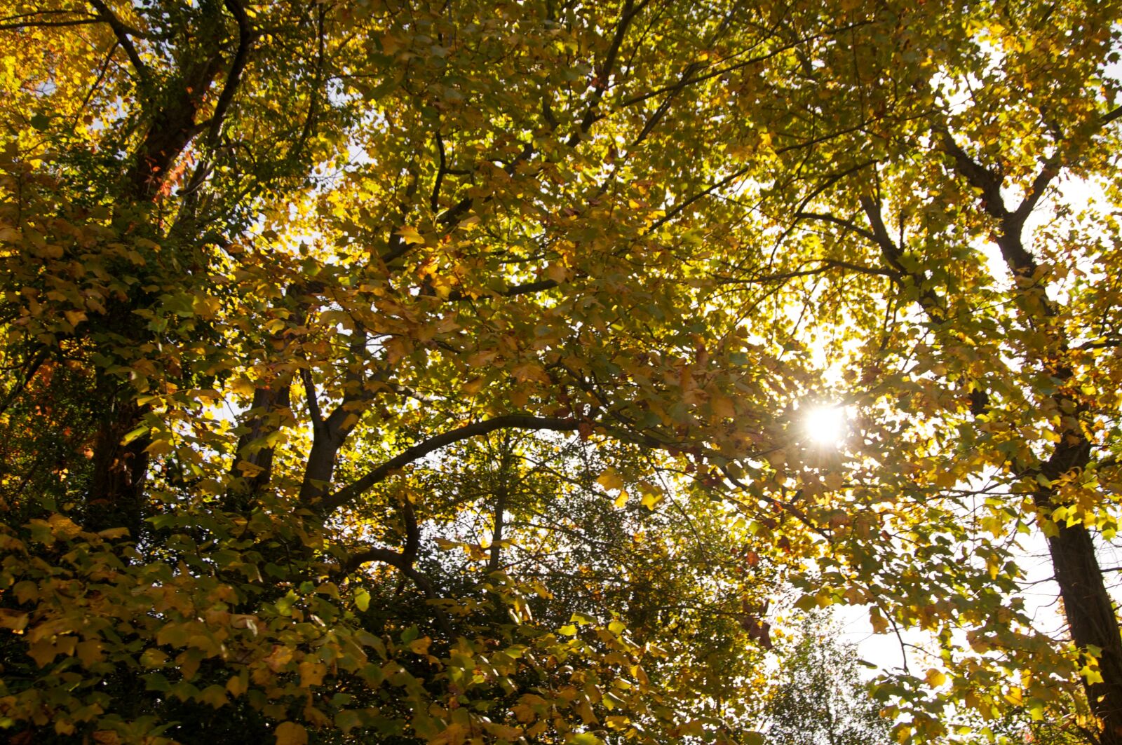Nikon D90 sample photo. Trees, autumn, sun photography