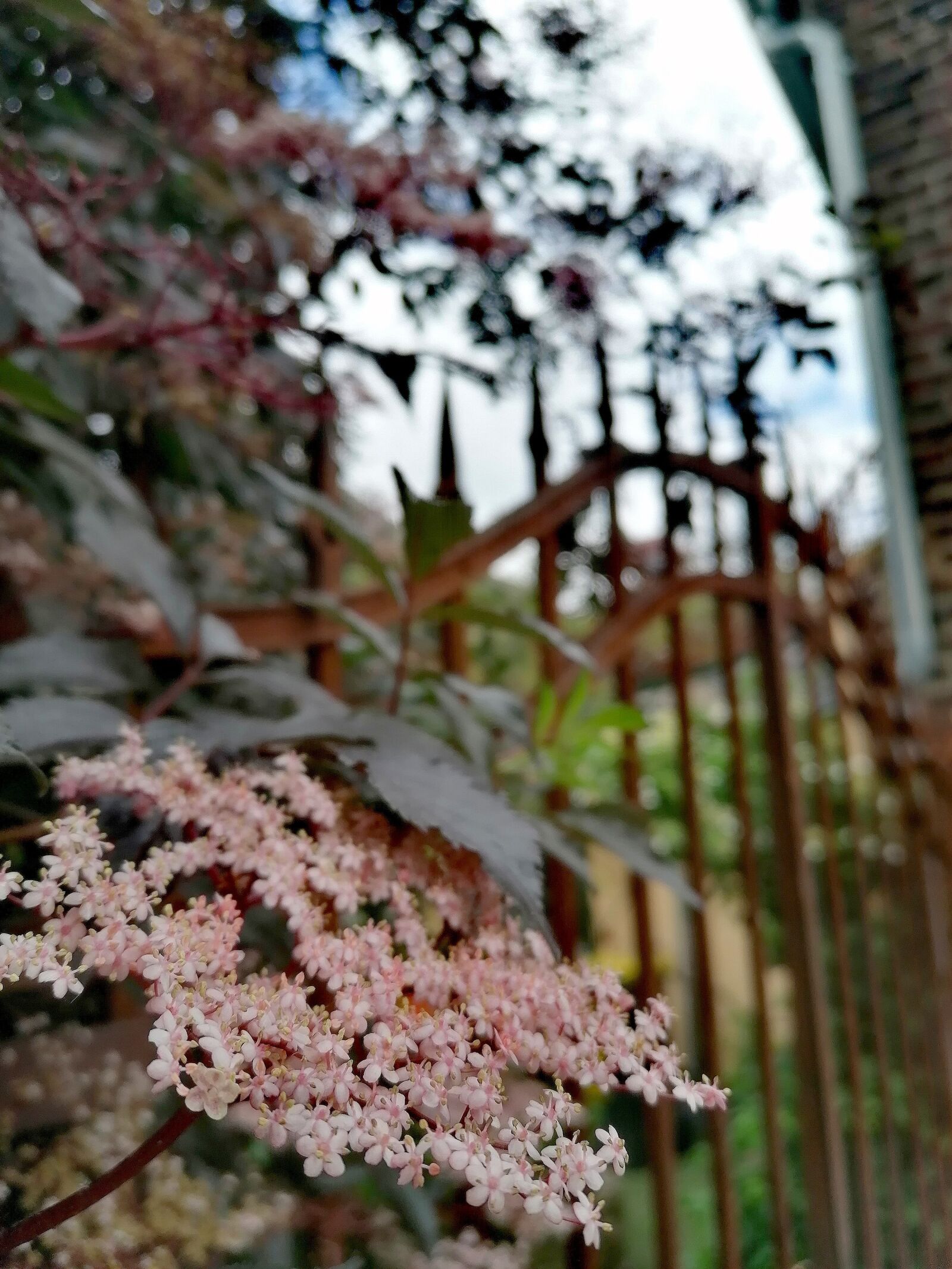 HUAWEI P30 LITE sample photo. Iron gate, hedge, flowers photography
