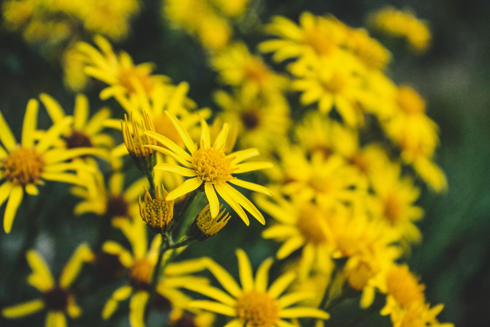 Canon EOS 1100D (EOS Rebel T3 / EOS Kiss X50) sample photo. Flowers, pattern, floral photography