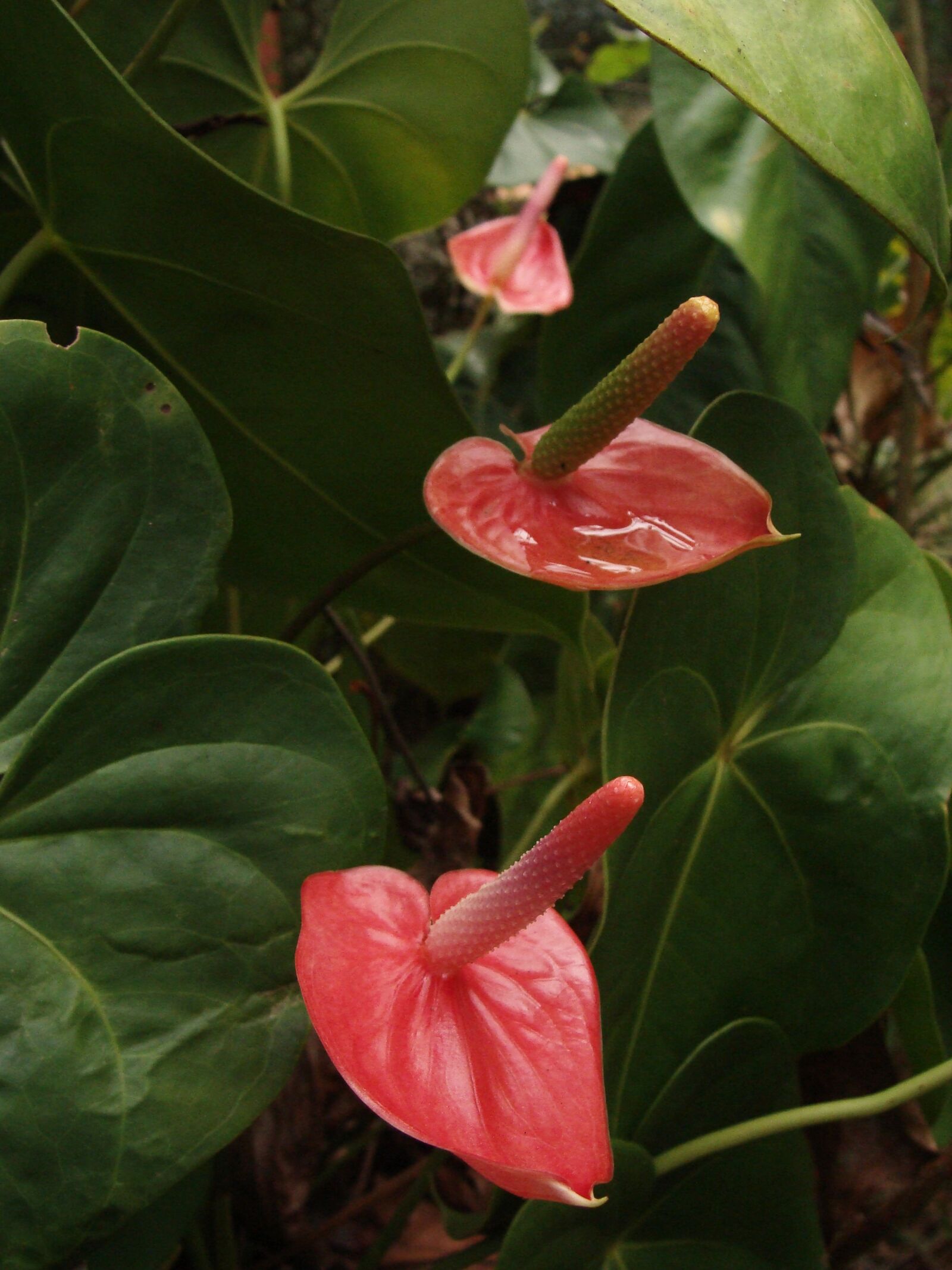 Sony DSC-H3 sample photo. Anthurium, flower, exotic photography