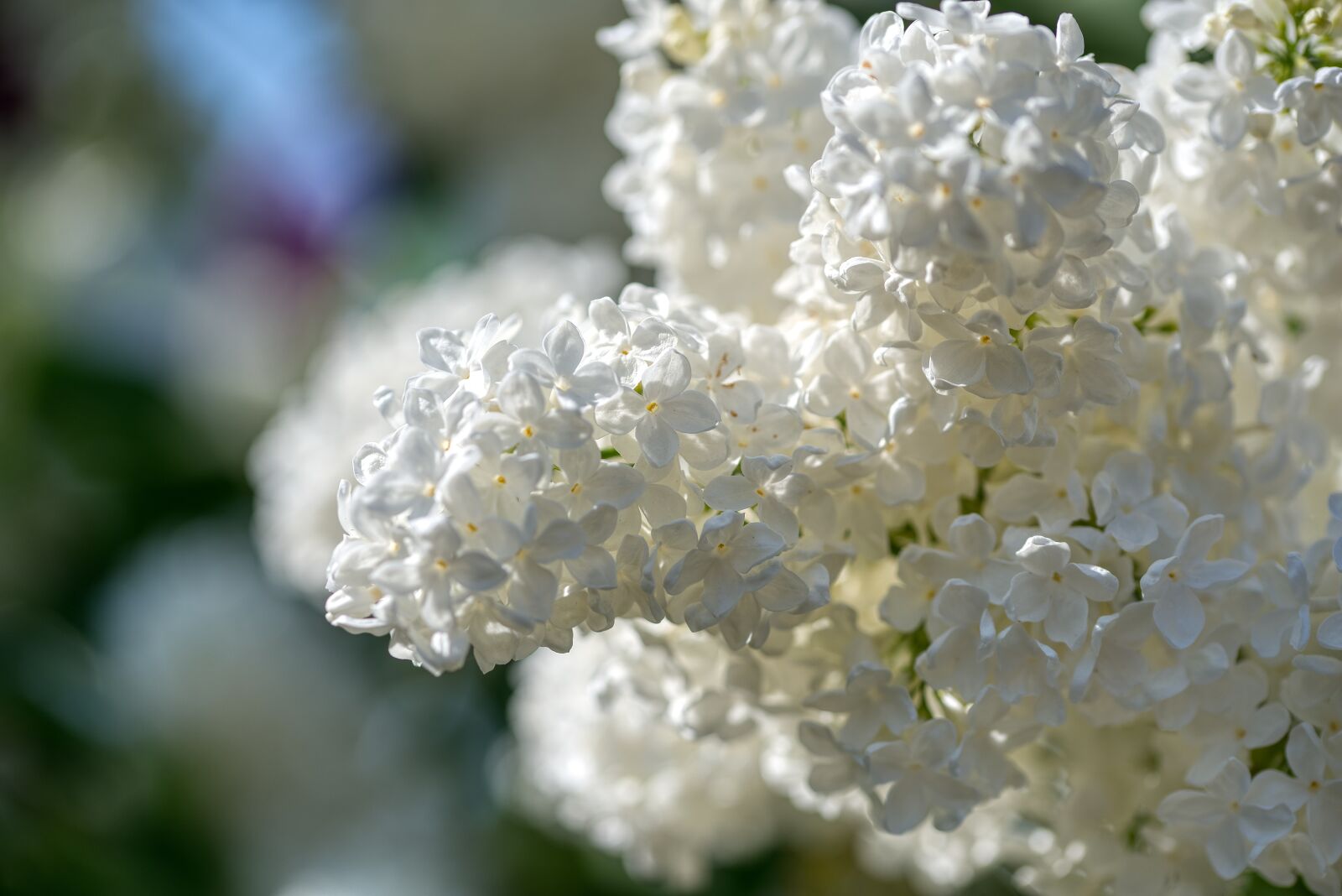 Nikon D750 sample photo. Lilac, olive crop, white photography