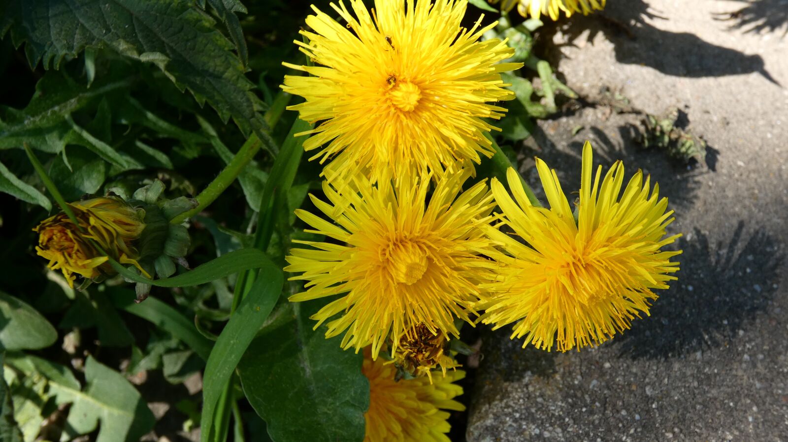 Panasonic Lumix DC-FZ80 (Lumix DC-FZ82) sample photo. Blume2, spring, 4k photography
