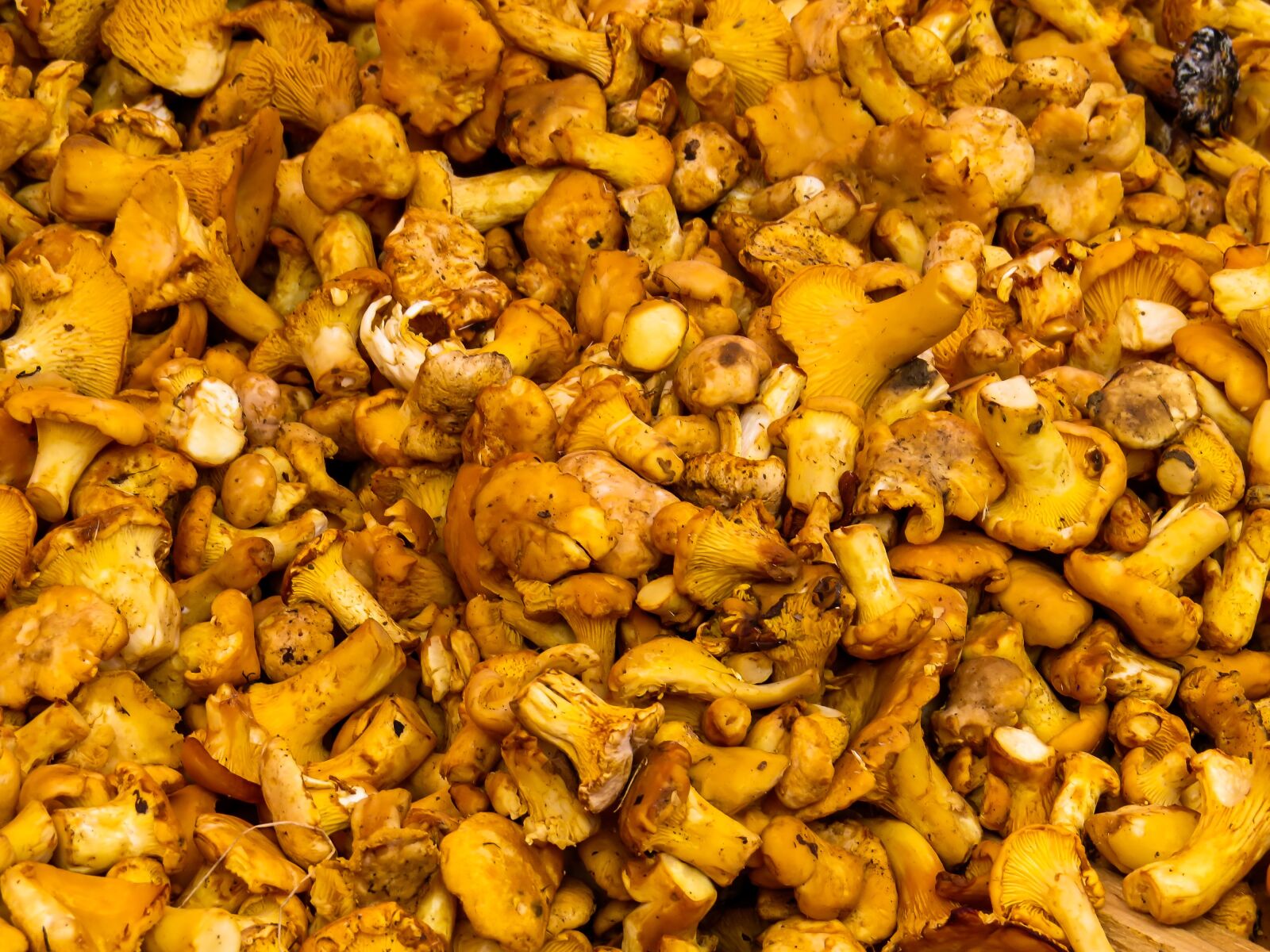 Canon PowerShot SX50 HS sample photo. Mushrooms, food mushrooms, mushroom photography
