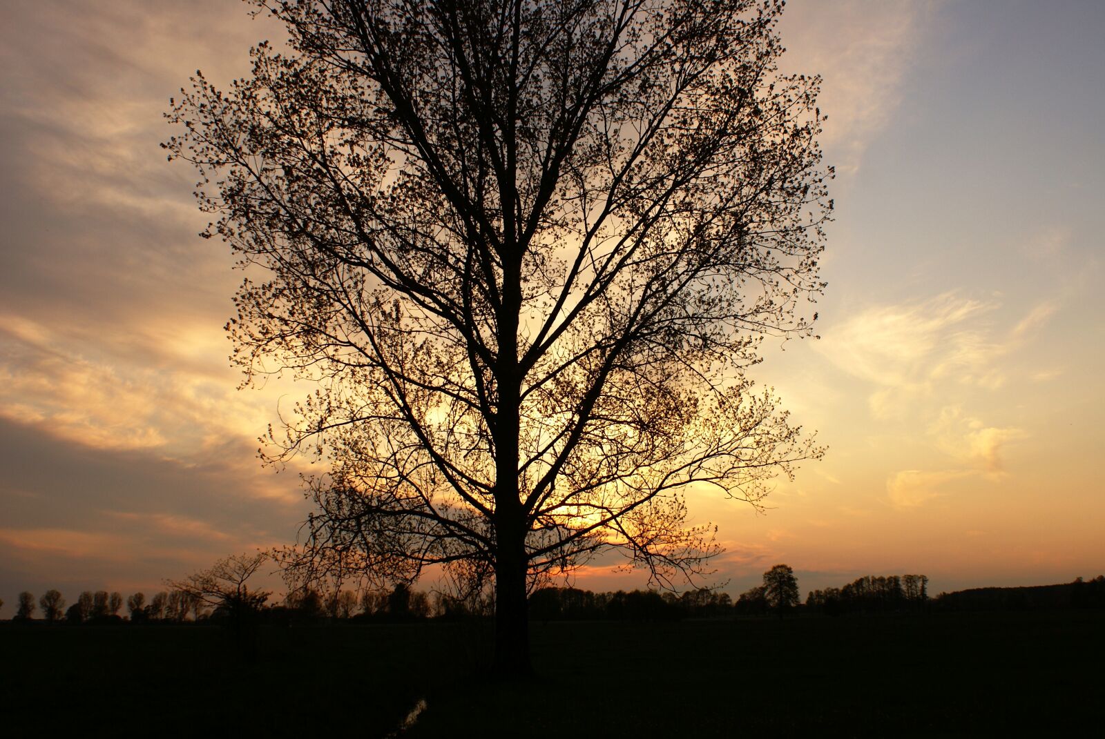 Sony Alpha DSLR-A100 sample photo. Tree, evening, sky photography