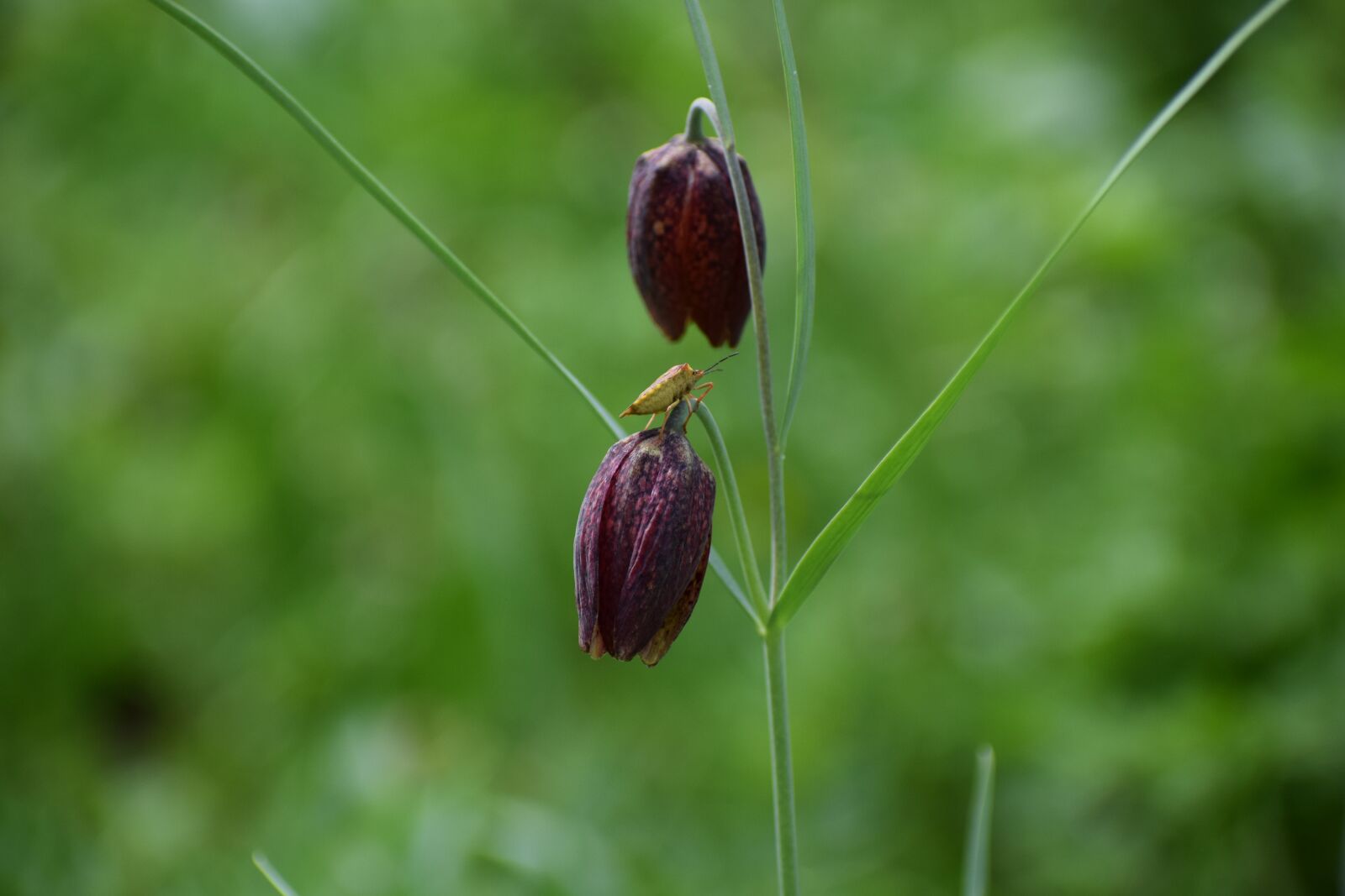 Nikon D3300 sample photo. Tulip motley, fritillaria meleagris photography