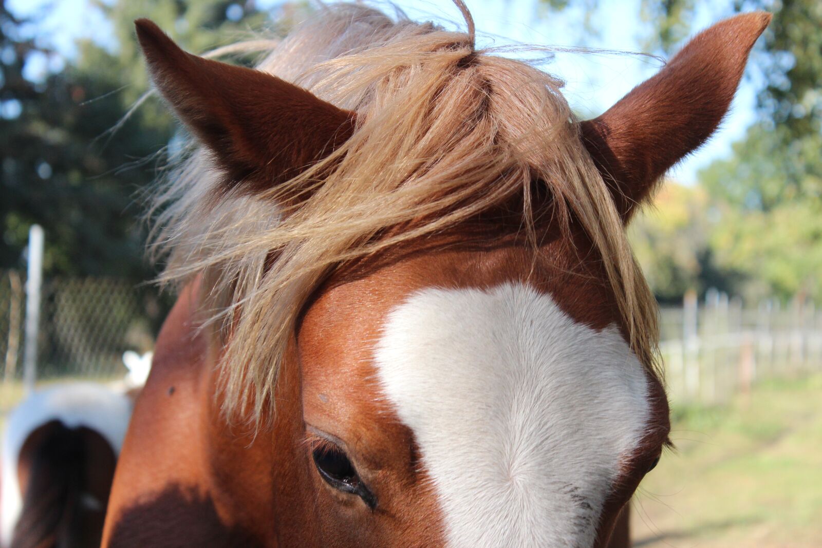 Canon EOS 600D (Rebel EOS T3i / EOS Kiss X5) sample photo. Horse, german reitponny, pony photography