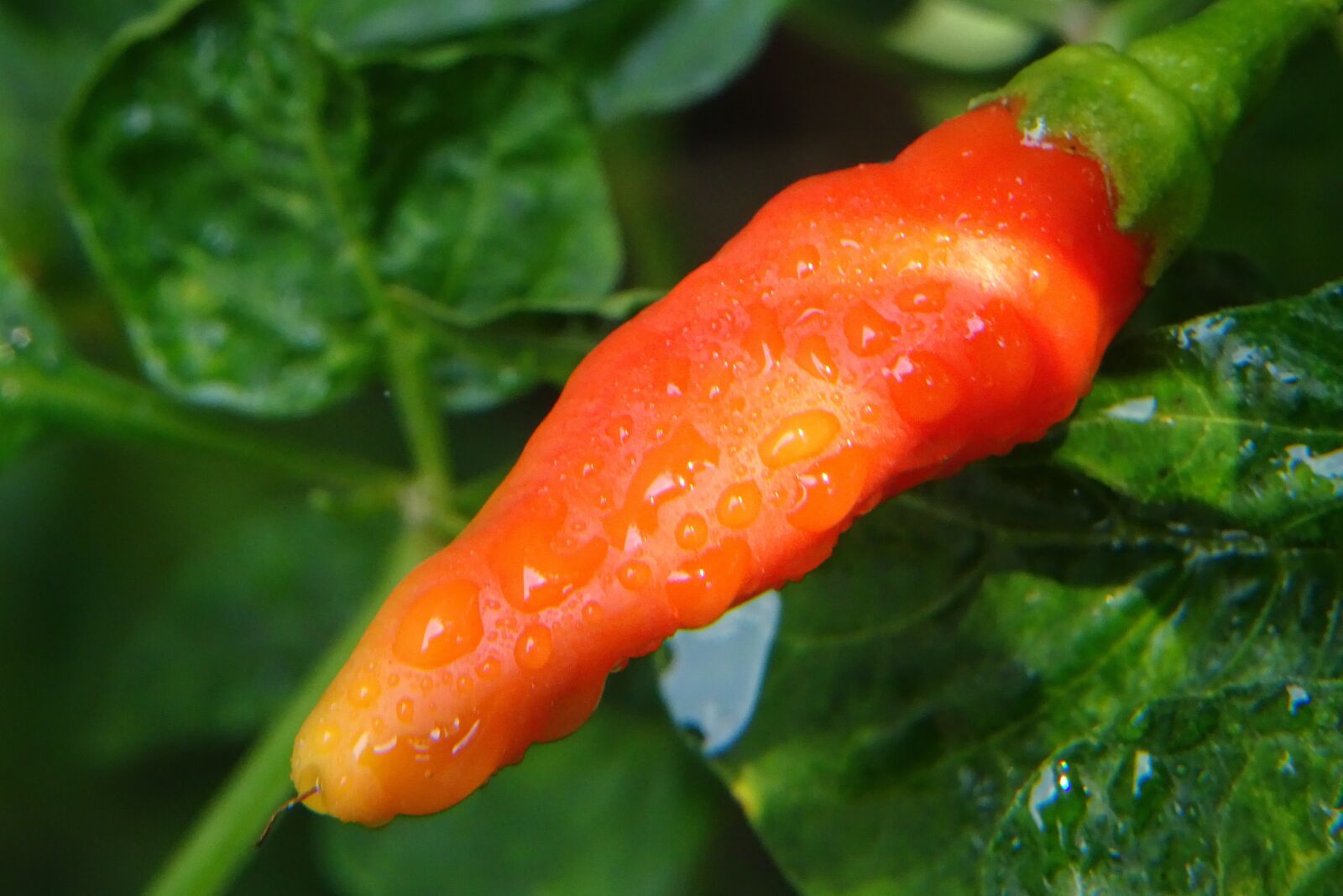 Sony Cyber-shot DSC-WX500 sample photo. Chilli, chilly, cabe photography