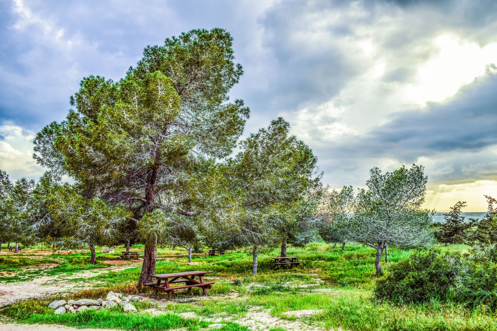 Nikon D3300 sample photo. Copse, trees, nature photography