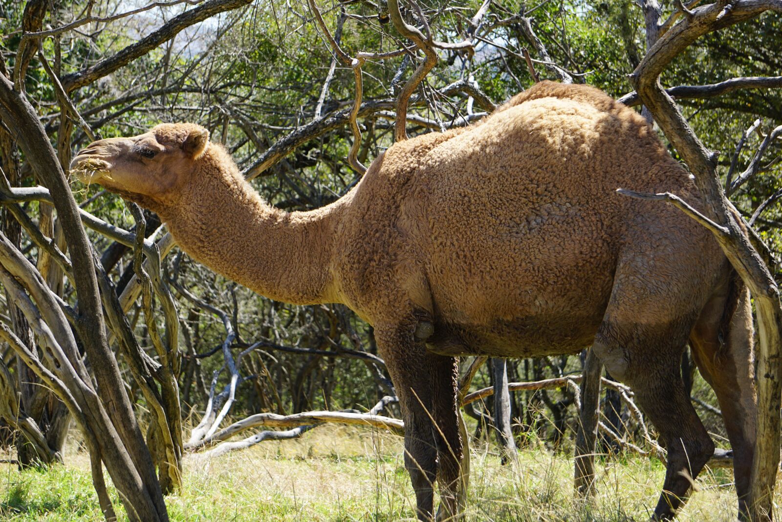 Sony E 55-210mm F4.5-6.3 OSS sample photo. Camel, animals, desert photography